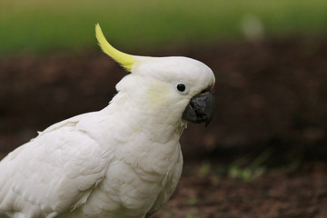 Sulphur Crested Cockatoo