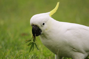 Sulphur Crested Cockatoo