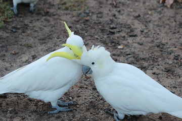 Sulphur Crested Cockatoo