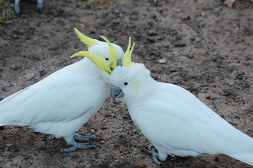 Sulphur Crested Cockatoo