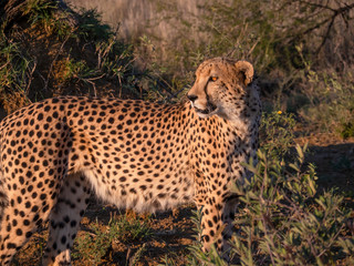 Fototapeta na wymiar Cheetah Looking Back