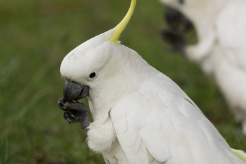 Sulphur Crested Cockatoo