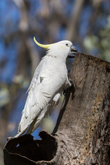 Sulphur Crested Cockatoo