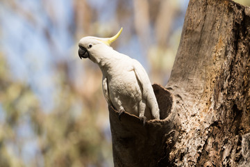 Sulphur Crested Cockatoo