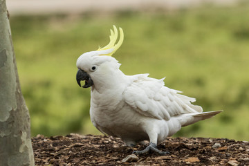 Sulphur Crested Cockatoo