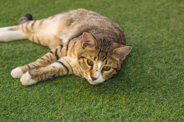 Naklejka na ściany i meble cat portrait lay on a synthetic green grass garden space and looking forward for something interesting, domestic animal concept picture with empty space for copy or text