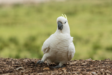 Sulphur Crested Cockatoo