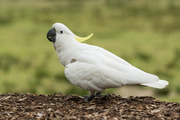 Sulphur Crested Cockatoo