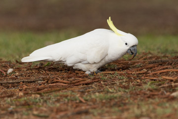 Sulphur Crested Cockatoo