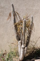 Dry desert cactus in front of ancient adobe wall in American Southwest