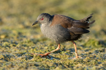 Spotless Crake in Australasia