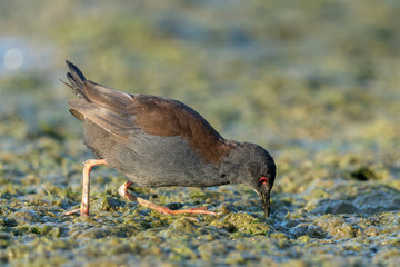 Spotless Crake in Australasia