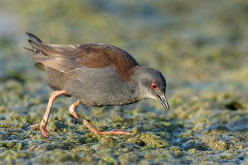 Spotless Crake in Australasia