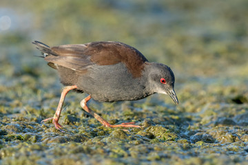 Spotless Crake in Australasia