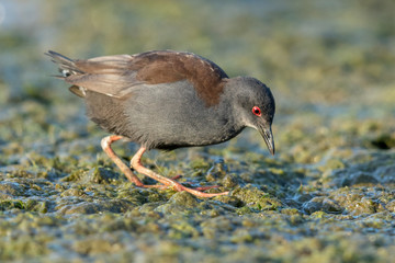 Spotless Crake in Australasia