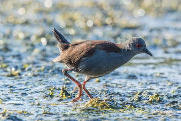 Spotless Crake in Australasia