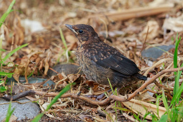 European Blackbird in Australasia