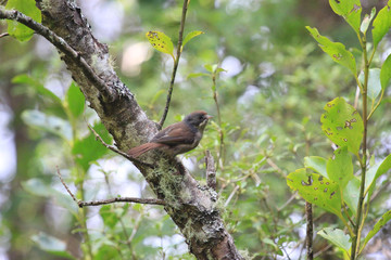 European Blackbird in Australasia