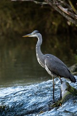 great blue heron