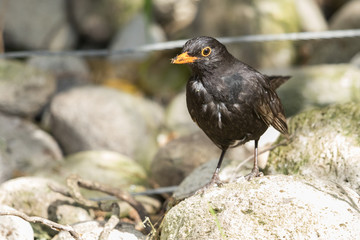 European Blackbird in Australasia