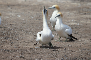 Australasian Gannet Colony