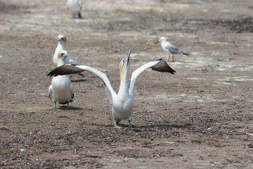 Australasian Gannet Colony