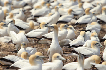 Australasian Gannet Colony