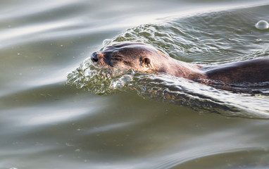 River otter