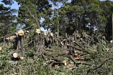 Tronco de árvore cortada