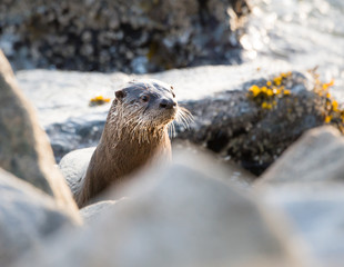 River otter