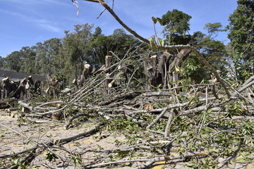 Tronco de árvore cortada