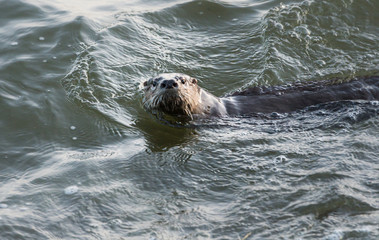 Obraz premium River otter