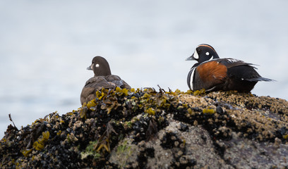 Harlequin duck