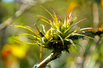  Plant isolated on a branch under the sunlight. Greenish diffuse background