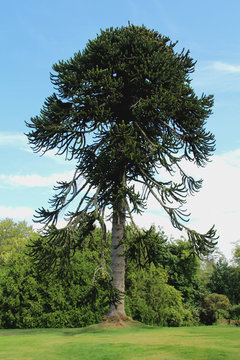 gro&szlig;e Araukarie