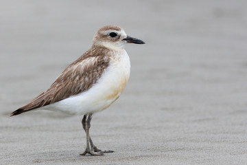 New Zealand Dotterel Endemic Shorebird