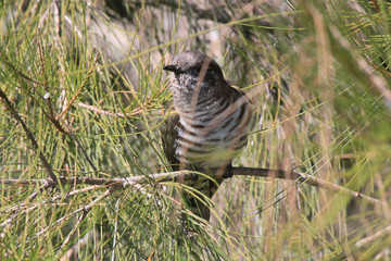 Shining Bronze Cuckoo in Australasia