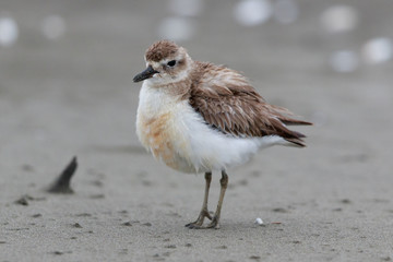 New Zealand Dotterel Endemic Shorebird