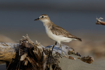 New Zealand Dotterel Endemic Shorebird