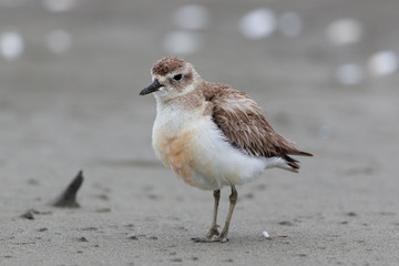 New Zealand Dotterel Endemic Shorebird