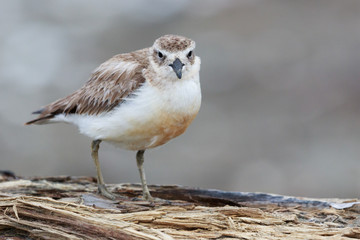 New Zealand Dotterel Endemic Shorebird