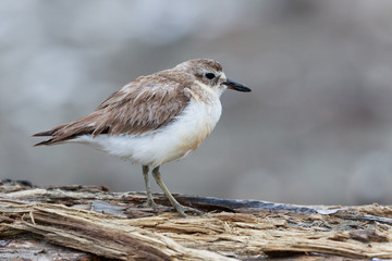 New Zealand Dotterel Endemic Shorebird