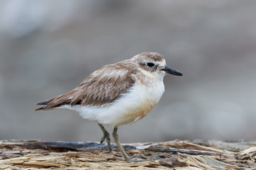 New Zealand Dotterel Endemic Shorebird