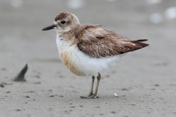 New Zealand Dotterel Endemic Shorebird