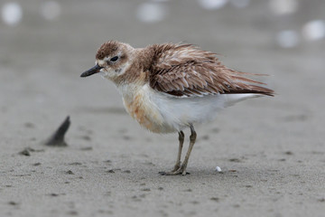 New Zealand Dotterel Endemic Shorebird