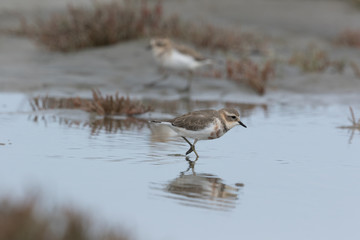Double Banded Dotterel in Australasia