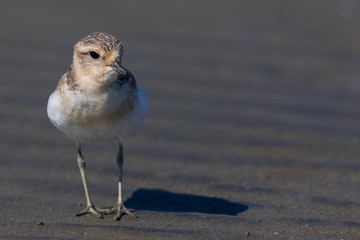 Double Banded Dotterel in Australasia