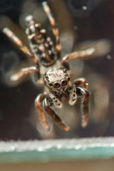  A macro image of a very small Jumping SpiderSalticidae family, clinging to a mirror in an Australian bathroom; very shallow depth-of-field, with the selective focus on it`s blue-grey eyes.