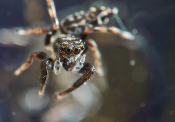 A macro image of a very small Jumping SpiderSalticidae family, clinging to a mirror in an Australian bathroom; very shallow depth-of-field, with the selective focus on it`s blue-grey eyes.