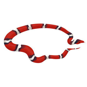 Milk snake isolated on a white background. Vector graphics.